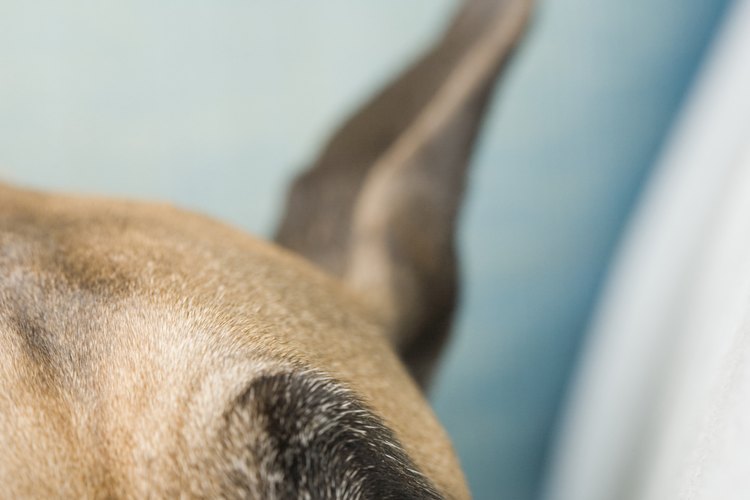Dejar que tu perro parpadee, lo que ayudará a difundir la solución sobre el ojo.