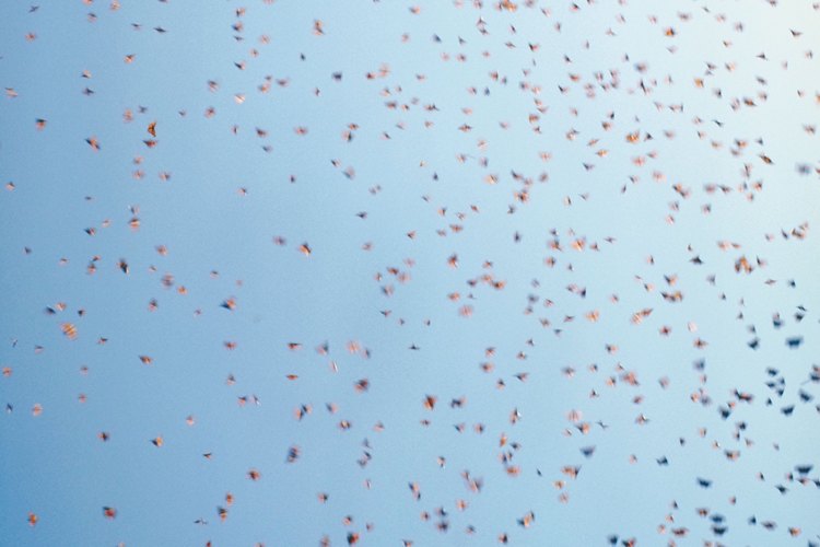 Los mosquitos que se alimentan de hojas de tu jardín pueden lastimar a las plantas, exponiéndolas a enfermedades.