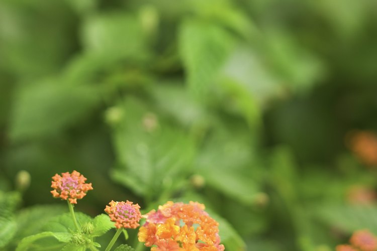 La lantana es un miembro de la familia verbena.