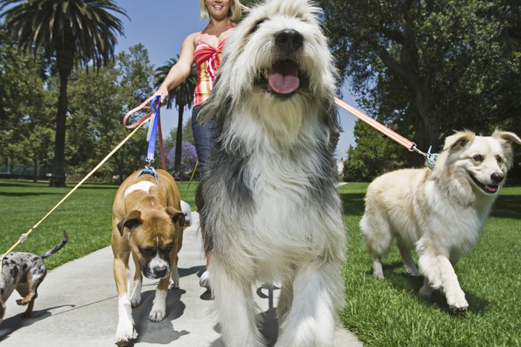Tienes que ser capaz de mantener el control de tus animales