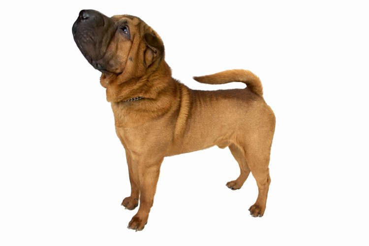 Los Shar-Pei son propensos a las infecciones de la piel causadas por las alergias, los ácaros y la cantidad excesiva de mucina.