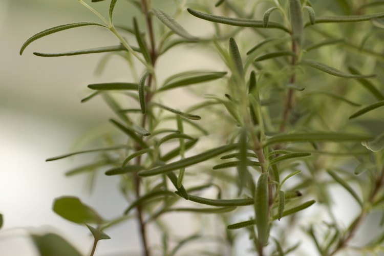 No hay ninguna regla estricta, normalmente se puede mantener el jugo de aloe vera almacenado durante un tiempo en el refrigerador.