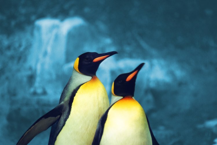 Disfruta de una visita al acuario, en Kentucky, donde puedes encontrar pingüinos que caminan como patos alrededor.