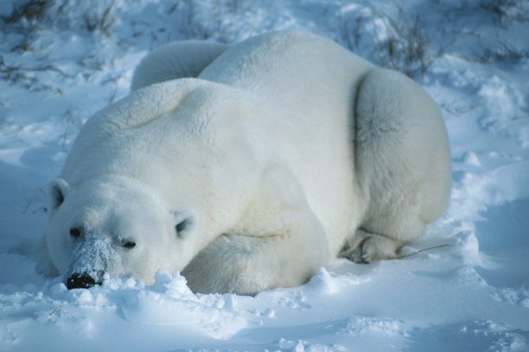 El blanco de la piel de los osos polares los ayuda a camuflarse.