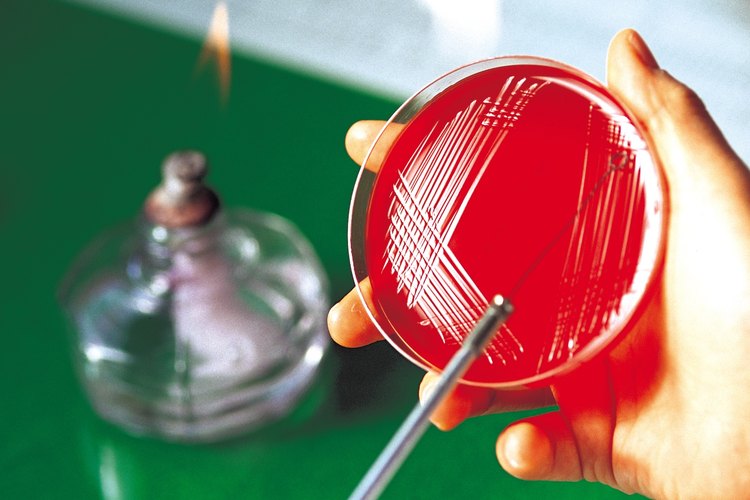 Combinar una maestría en administración de negocios con entrenamiento en biotecnología expande tus oportunidades como graduado más allá de la investigación tradicional.