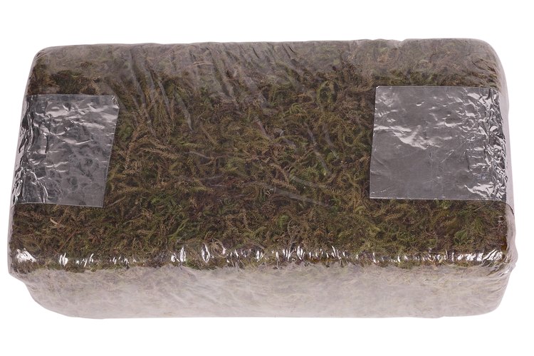 Utiliza medios ricos para macetas conteniendo musgo de turba para las plantas de yuca enmacetadas.