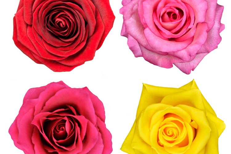 El color de las rosas simboliza virtudes, como el amor y la inocencia.
