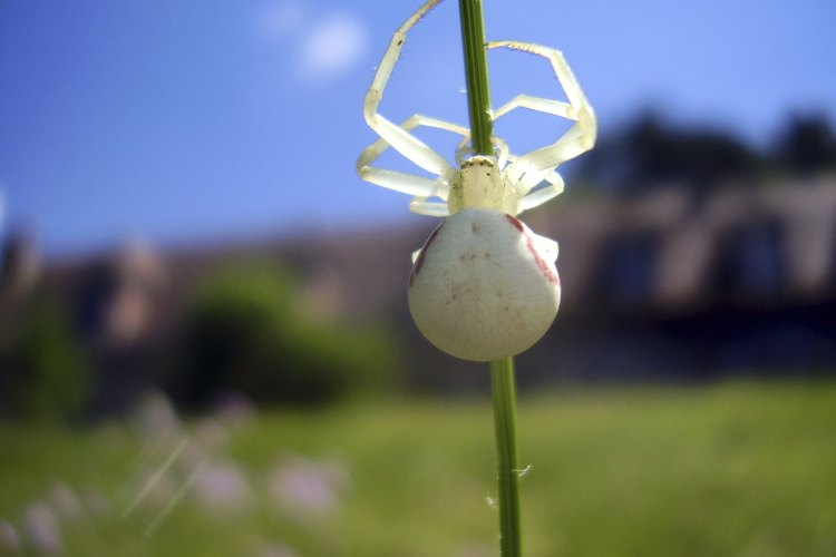 La araña blanca.