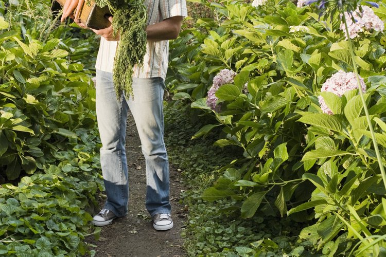 La diversidad de plantas necesita mucho tiempo para desarrollarse.