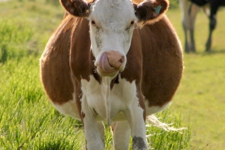 Crea un establo para tus vacas.