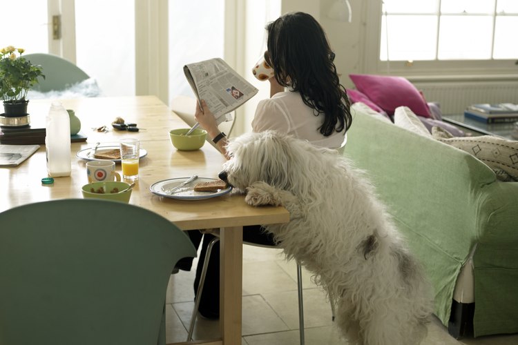En los tiempos modernos, los perros ya no trabajan tanto como guardianes y son más bien compañeros de la familia.