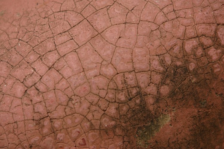 Las algas contribuyen en la creación del oxígeno.