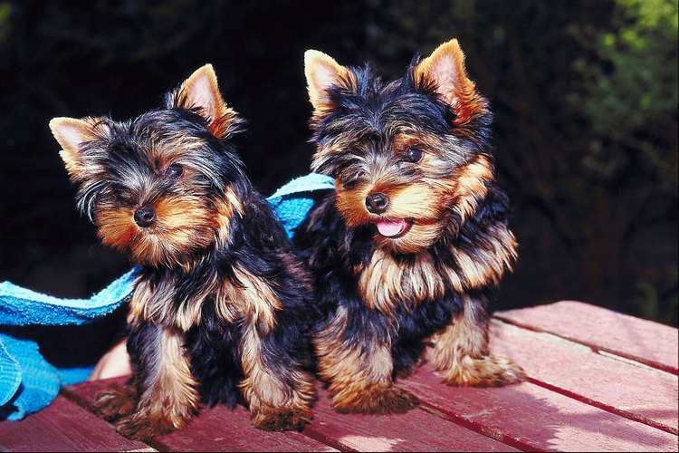 Es muy fácil que una perra Yorkie quede embarazada desde el primer cruce.