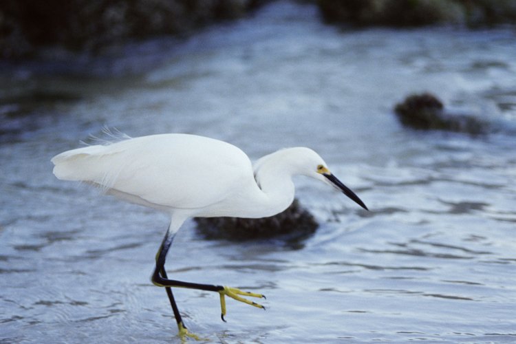 La garza blanca usa su pico para pescar.