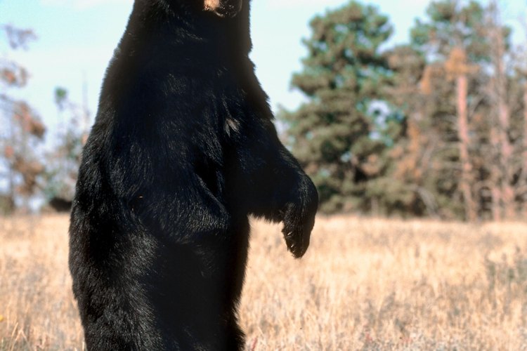 Un oso negro parado es curioso, no necesariamente peligroso.