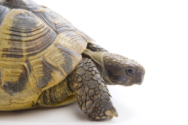 Una tortuga puede ser una muy buena mascota.