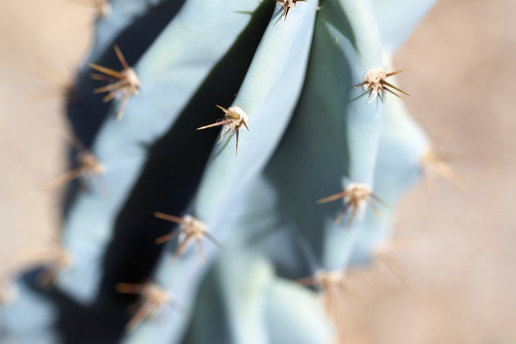 Poda el cactus para salvarlo de la putrefacción.