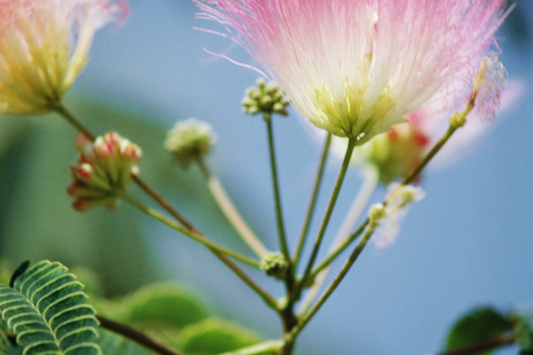 Las mimosas son apreciadas por sus flores únicas y sus hojas sensibles.