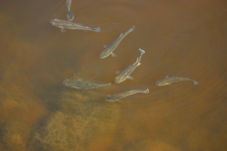 Grupo de peces guppy.