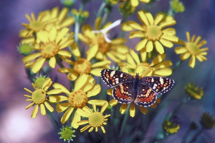 La mayoría de las mariposas están activas sólo durante el día.