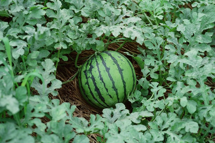 No sobrecargues las sandías en tu jardín, ya que puedes obstaculizar el crecimiento de las plantas.