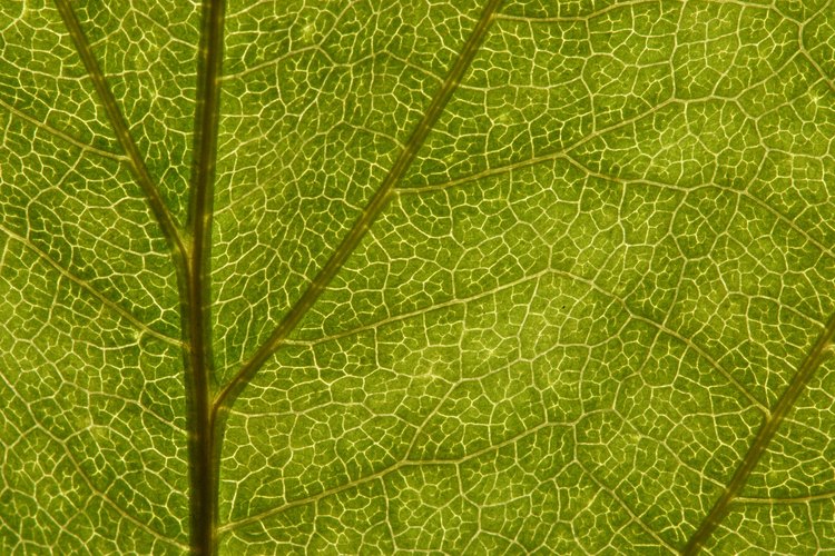 La mayoría de las plantas es C3.