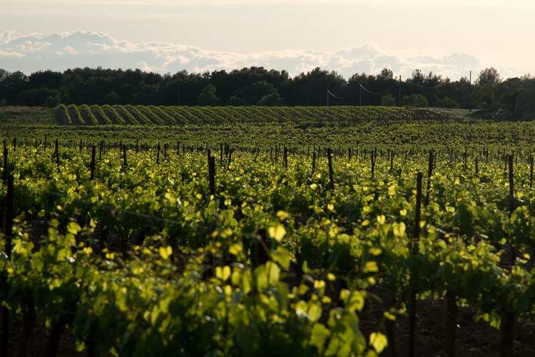 Las raíces de las uvas cultivadas para vino suelen ser más profundas que las raíces de uvas cultivadas para jugo.