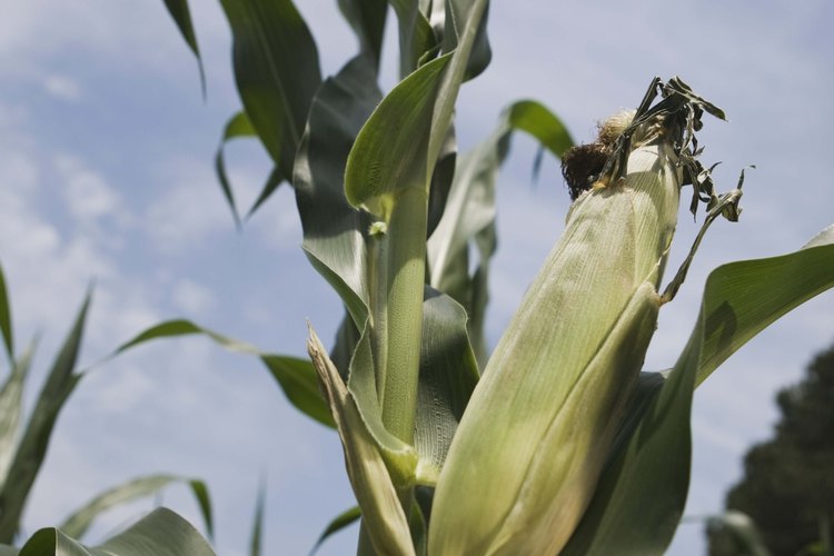 El maíz y los frijoles son plantas de compañía.