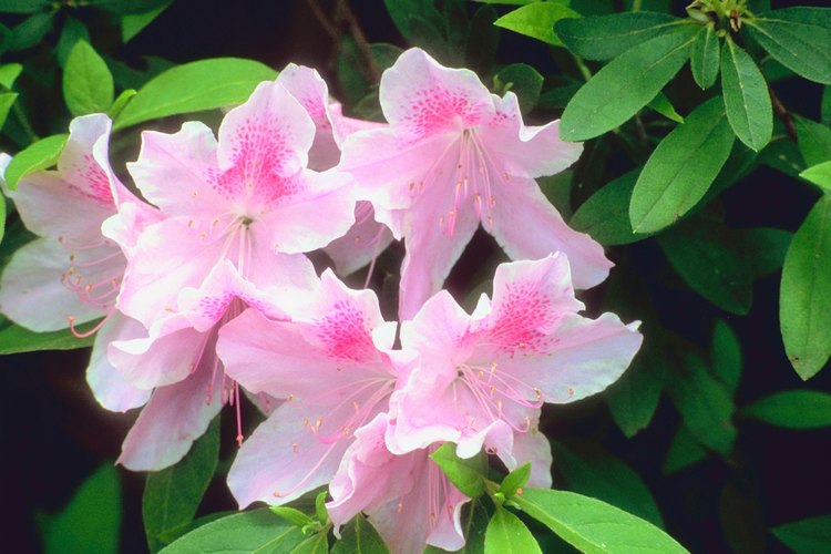 Las andromedotoxinas se encuentran en las hojas y el néctar de las plantas de azalea.