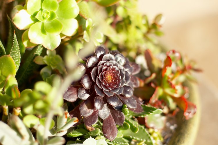 Los jardines de suculentas son fáciles de cultivar tanto en interiores como exteriores.