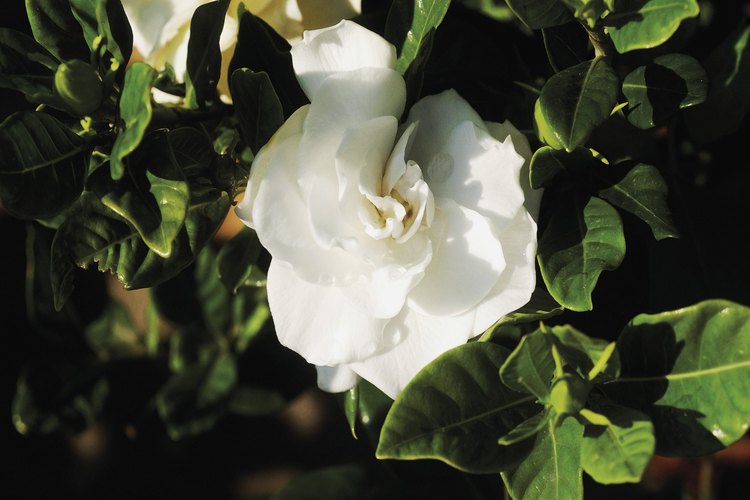 Varios factores pueden hacer que tus hojas de gardenia se pongan marrones.