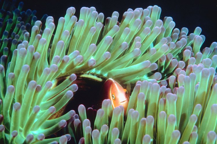 Todas las especies se alimentan de algas, plancton y moluscos.