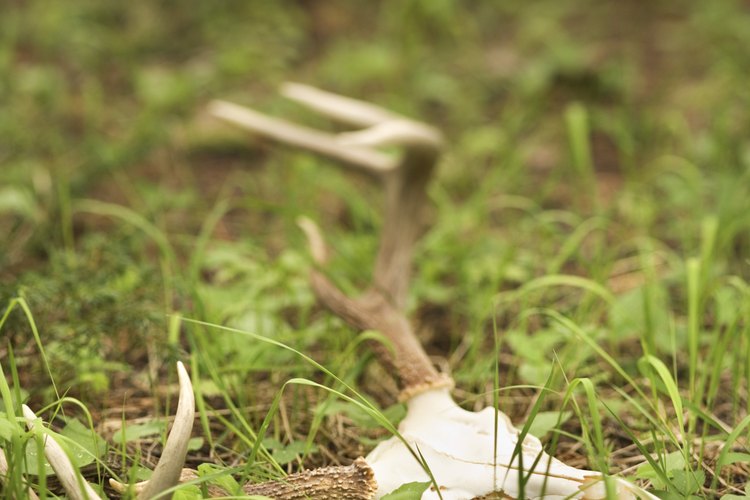 Los descomponedores realizan un servicio ecológico esencial descomponiendo la materia orgánica.