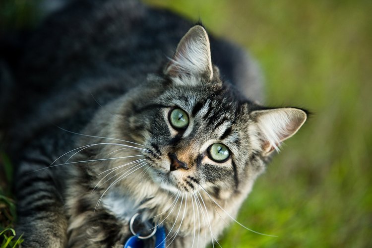 Puedes construir un recinto para que tu gato esté seguro y disfrute al aire libre.