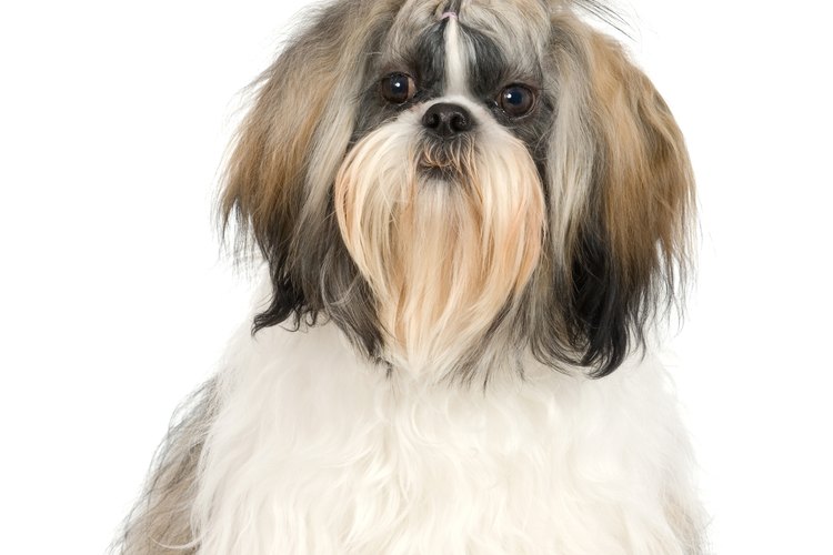 Cómo hacer que un perro pierda menos pelo