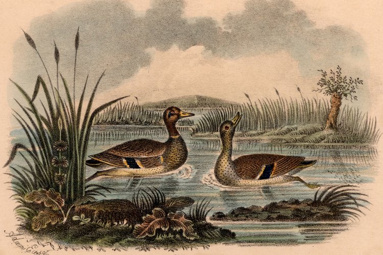 Los patos silvestres comienzan el cortejo en el otoño.