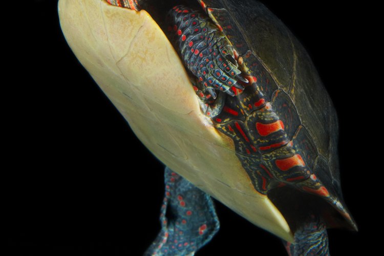 Las tortugas evolucionaron aparte de los otros reptiles.