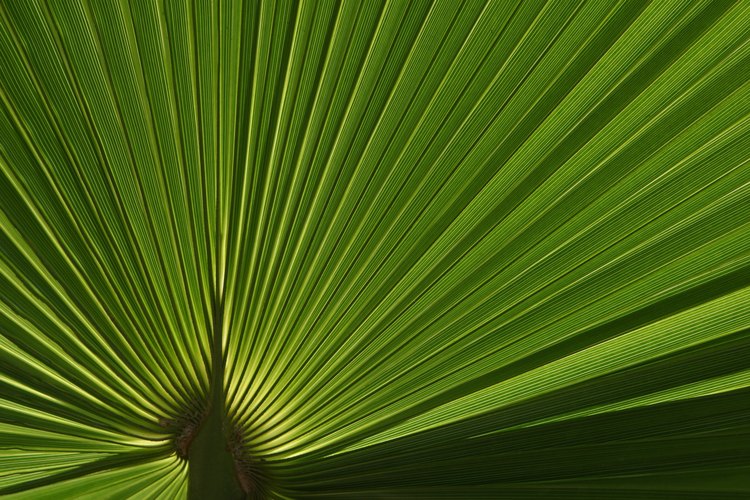 Un nativo del sudeste de Estados Unidos, el palmito enano te dará un árbol tropical compacto.