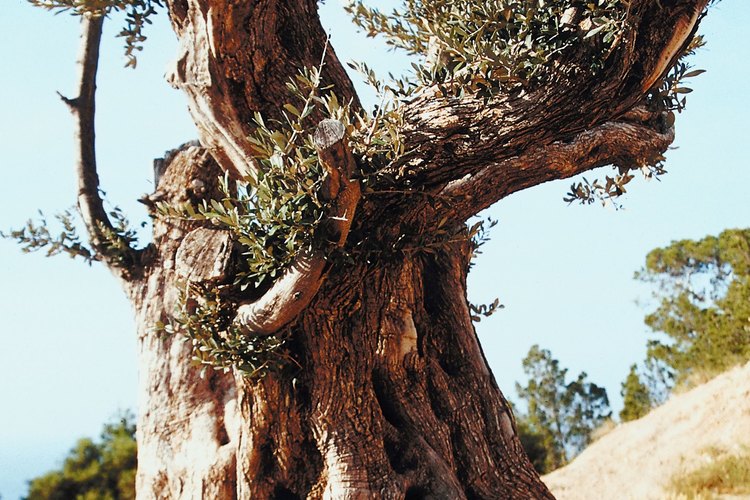 Los olivos han sido cultivados durante aproximadamente 7.000 años.