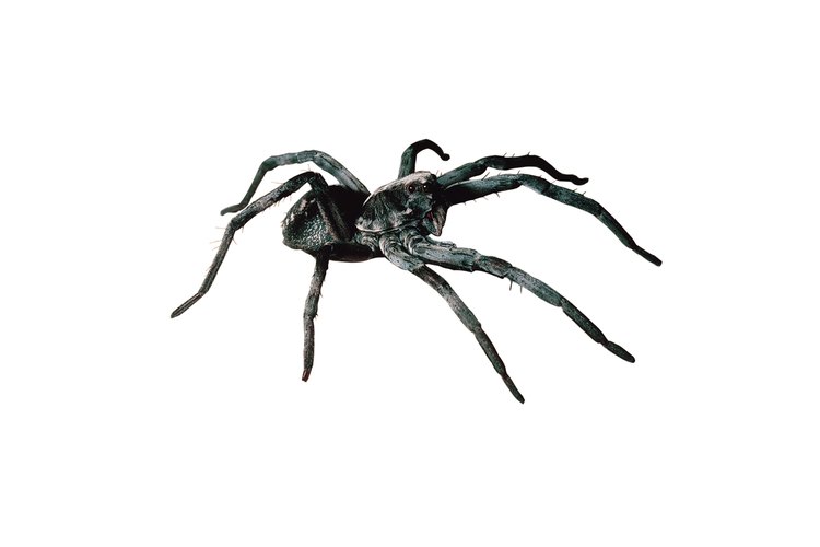 La araña lobo puede aparecer tanto el color gris como marrón.