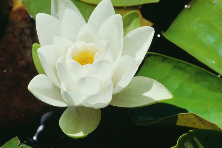 El sampaguita es una flor pequeña, blanca que se encuentra en los pantanos y los bosques de las Filipinas.