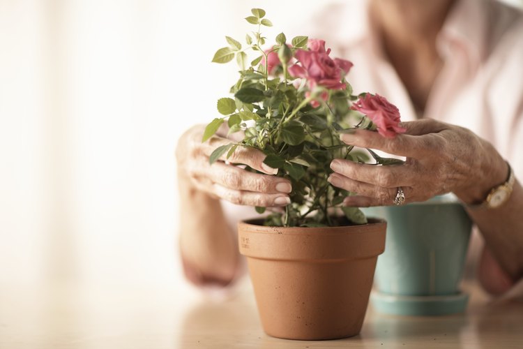 Hay muchas etapas de crecimiento en el ciclo de vida de una flor.
