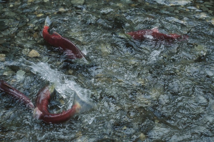 Otra actividad posible en el otoño es la pesca de salmón.