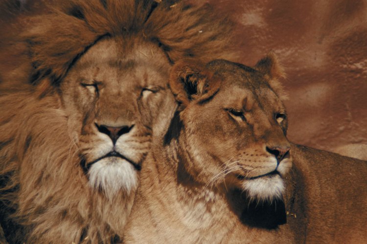Sólo los leones machos tienen melenas.