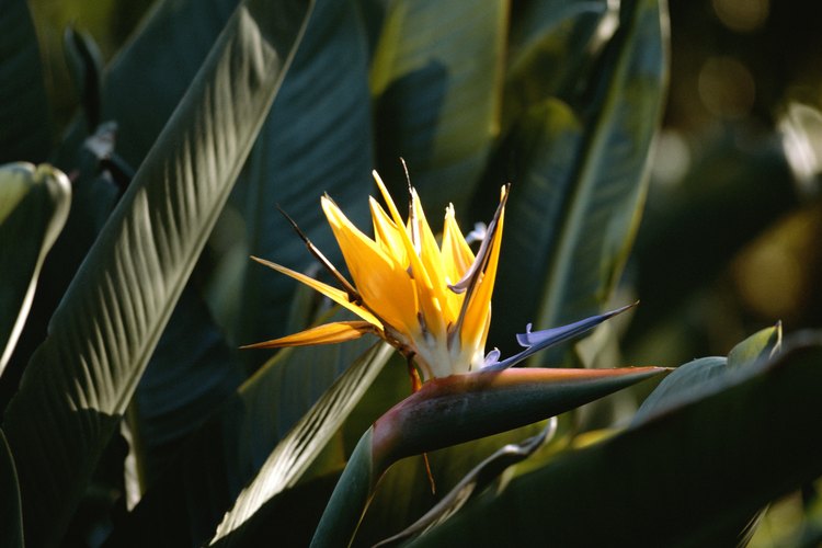 La Strelitzia nicolai se relaciona con la flor ave del paraíso.