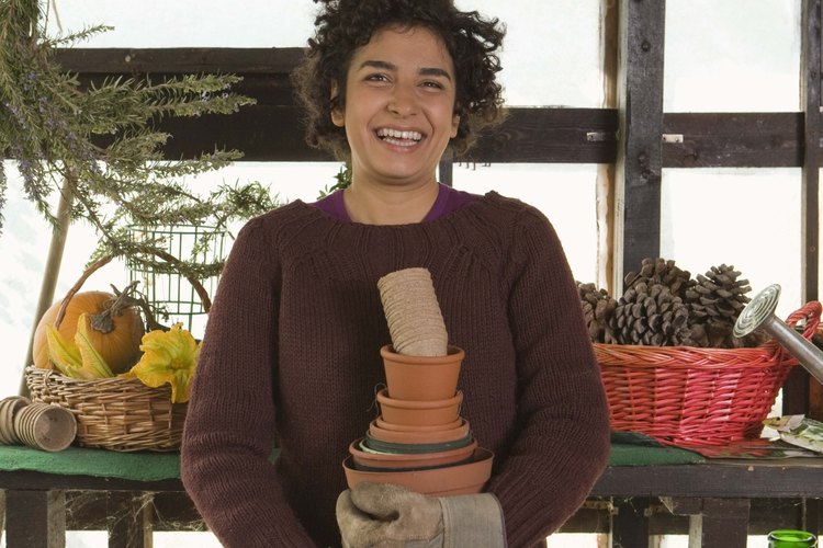 Coloca la rosa del desierto en macetas.