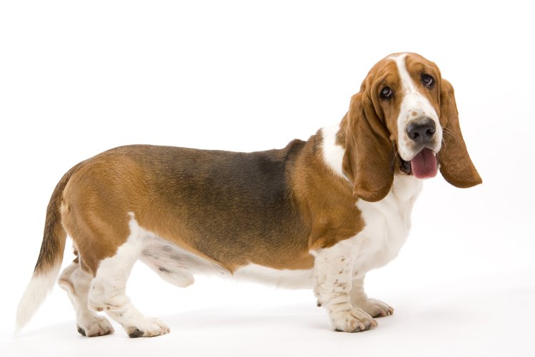 Es común que las orejas de un perro tengan mal olor, especialmente si las tienen caídas.