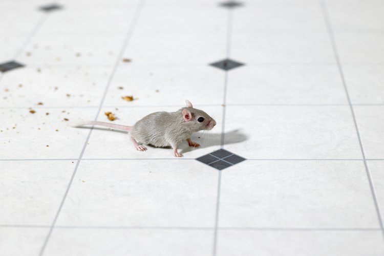 Los ratones son repelidos por algunos olores picantes y penetrantes.