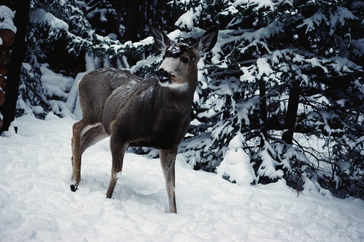 El venado procesado de forma inapropiada tendrá un sabor salvaje.
