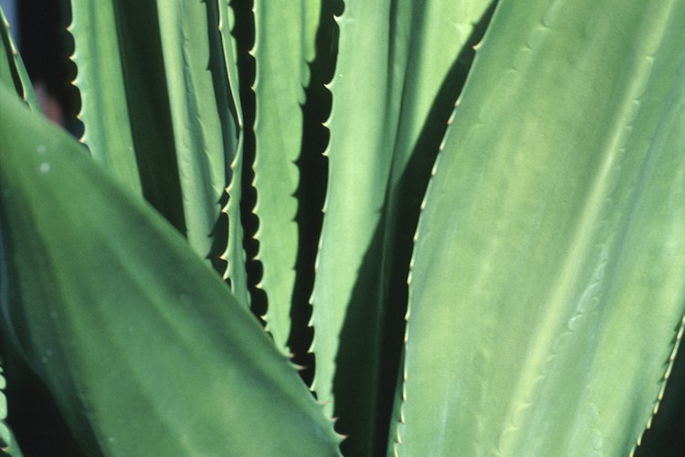 Las aloe veras son plantas suculentas.